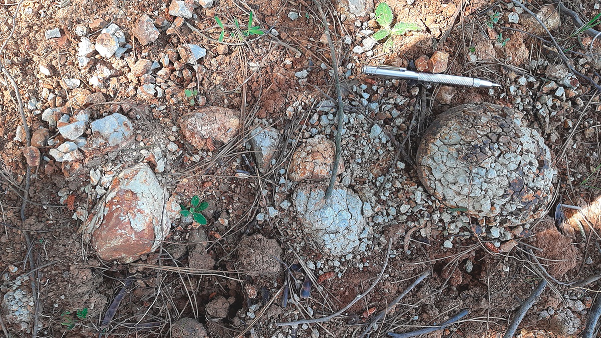 Trabajo de campo paleontológico